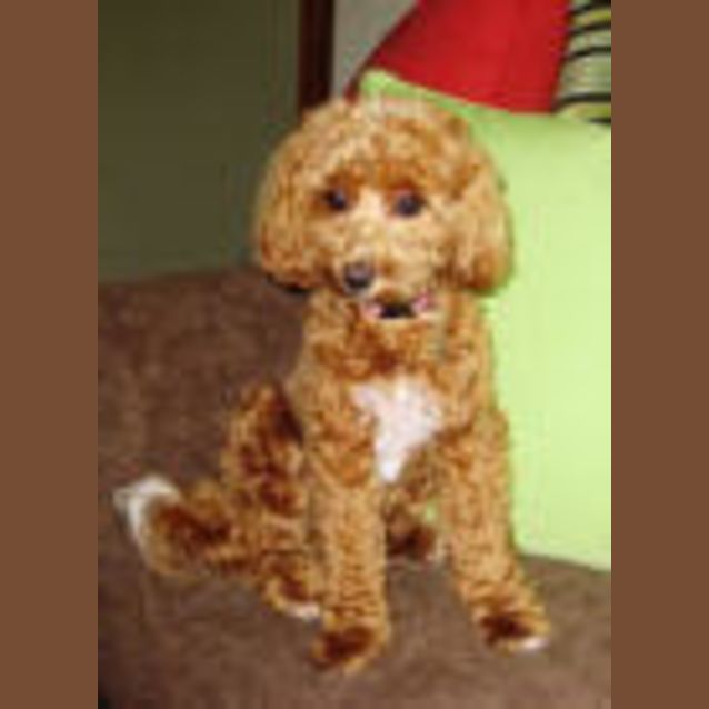 Photo of Bella