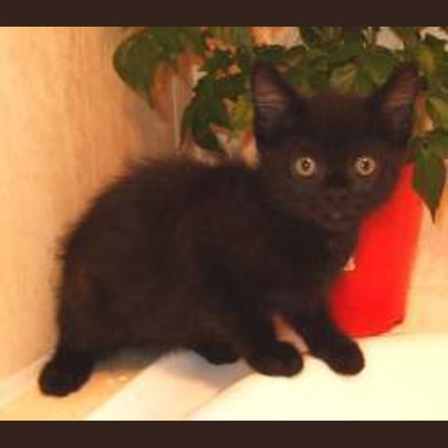 Photo of Sammy