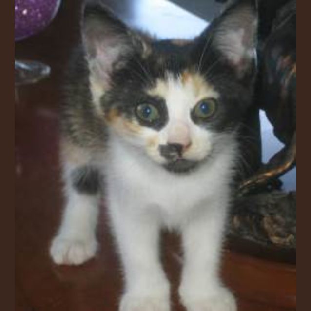 Photo of Zorro