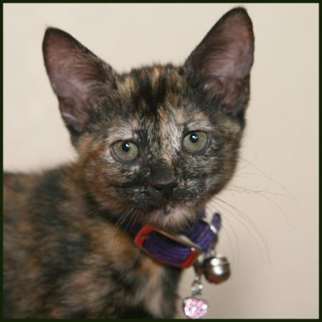 Photo of Polly