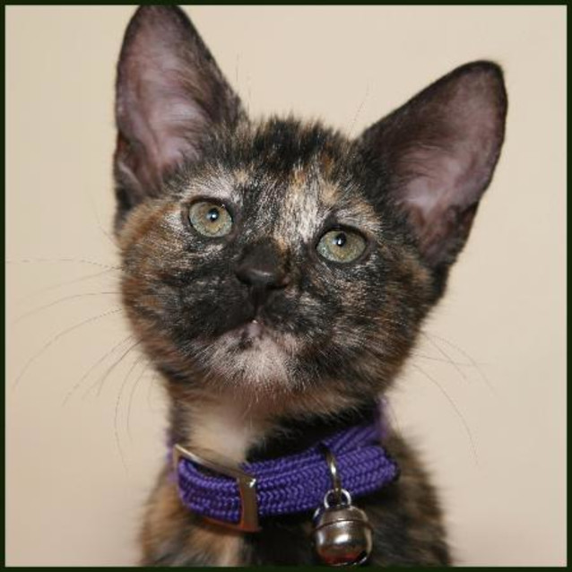 Photo of Polly