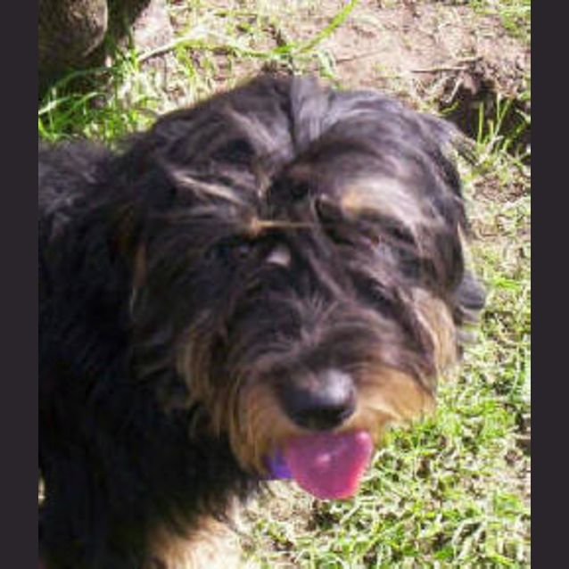 Photo of Shag E Dog