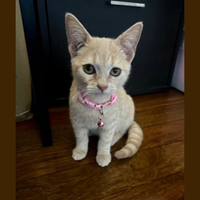 Photo of Rue