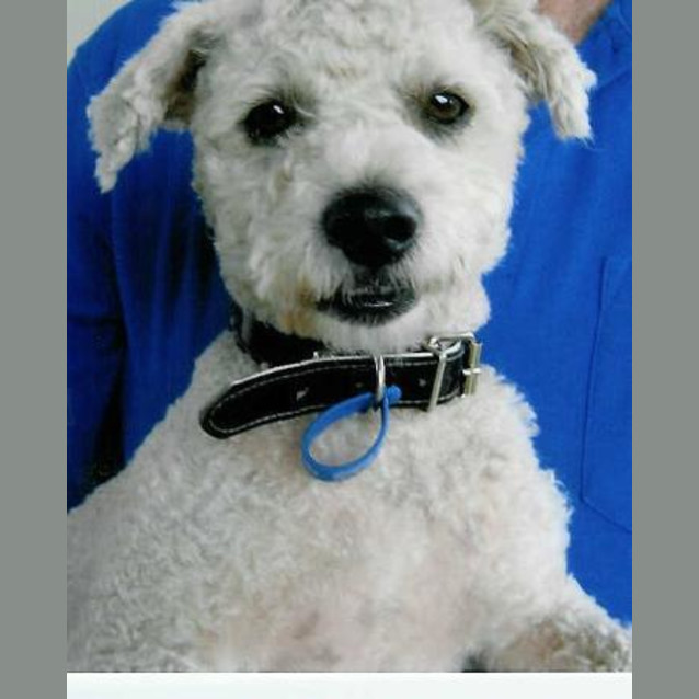 Photo of Snowball