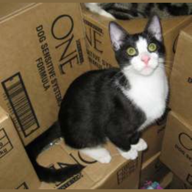 Photo of Space Cowboy