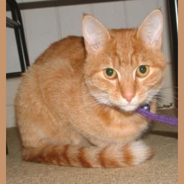 Photo of Piper