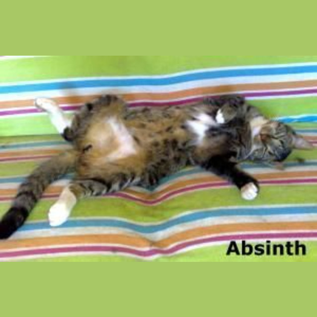 Photo of Absinth