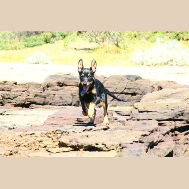 Photo of Pimmie