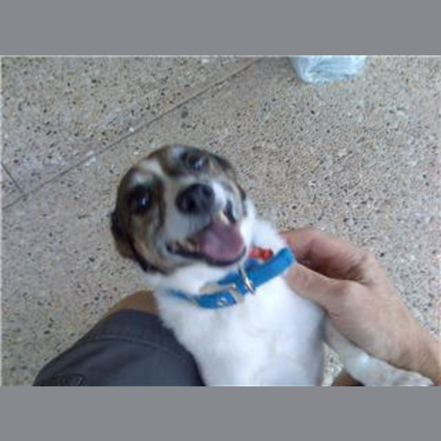 Photo of Patches