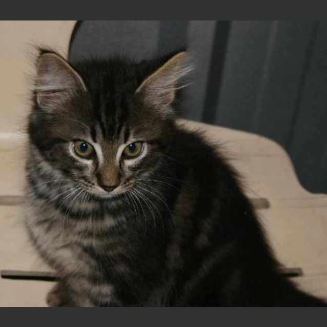 Photo of Ziggy