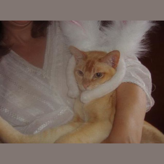 Photo of Marshmallow