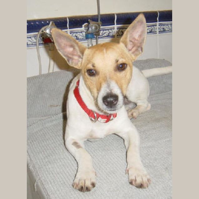 Photo of Patches