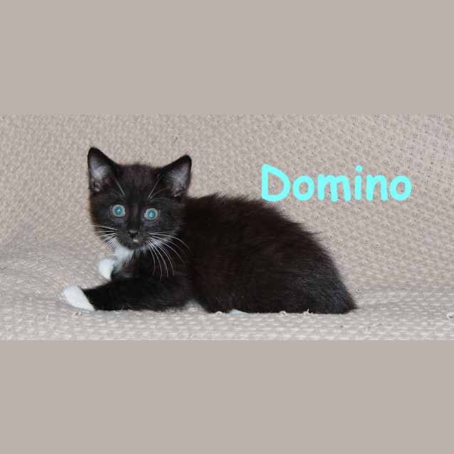Photo of Domino