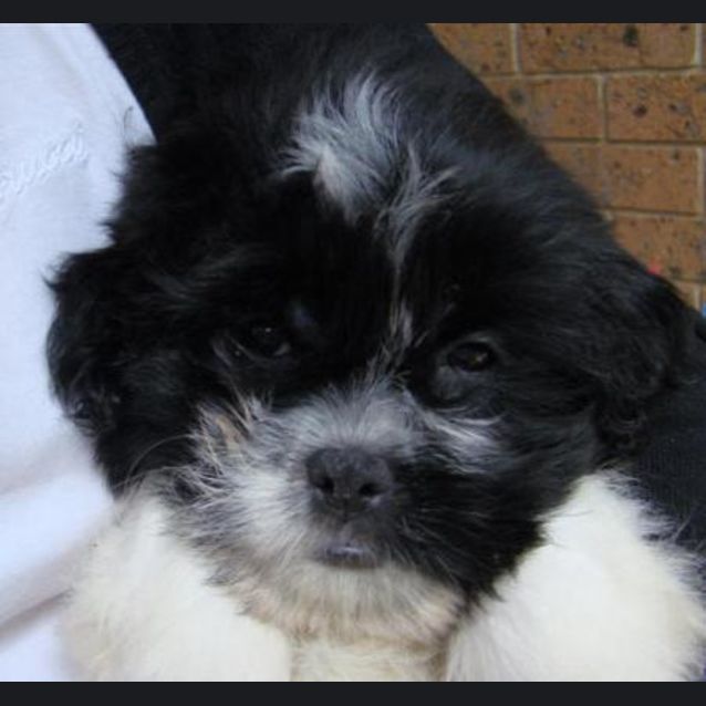 Photo of Ruby