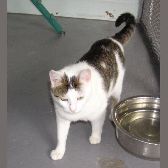 Photo of Tiddles