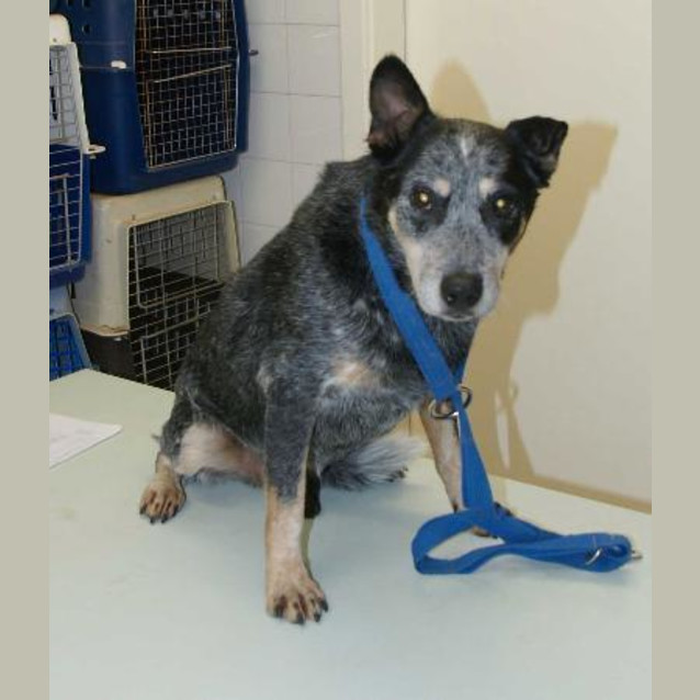 Photo of Blue