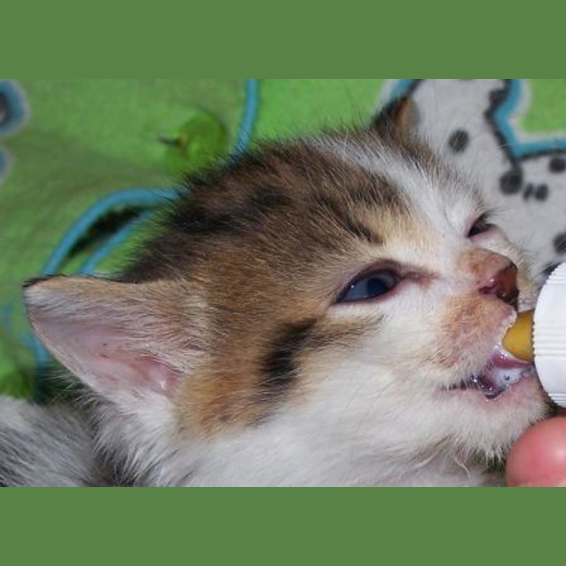 Photo of Splodge On Hold