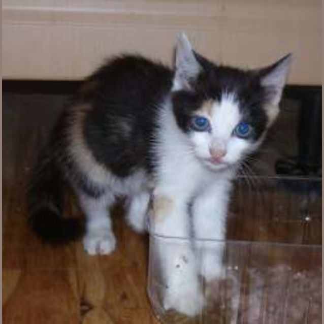 Photo of Lily