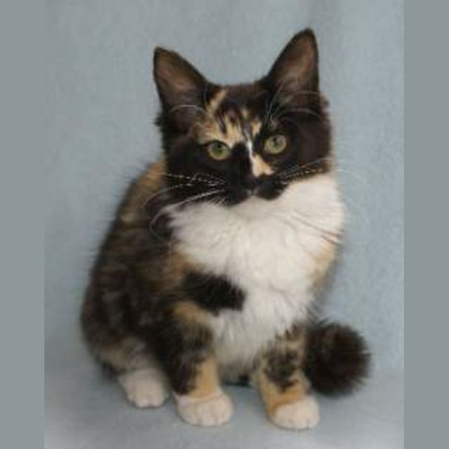 Photo of Allegra