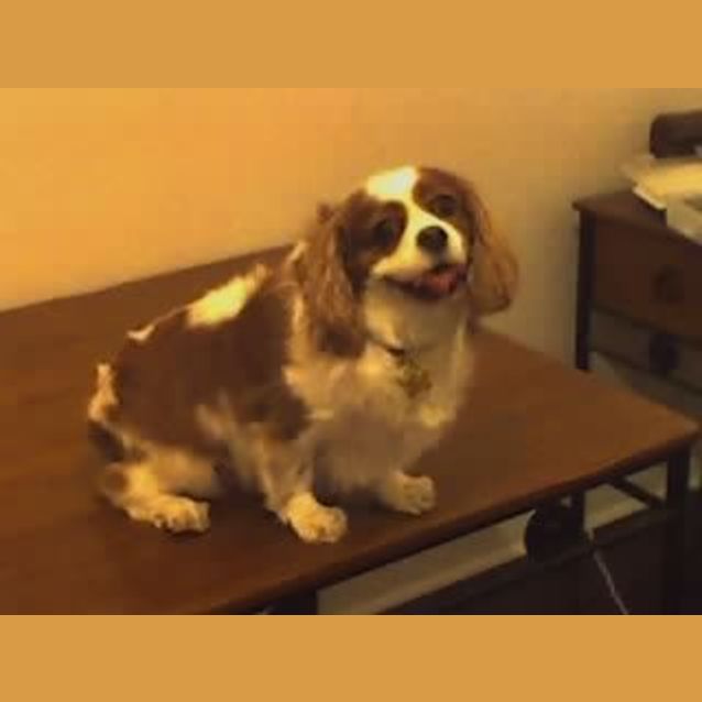 Photo of Coco