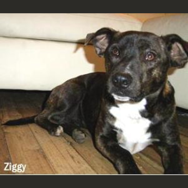 Photo of Ziggy