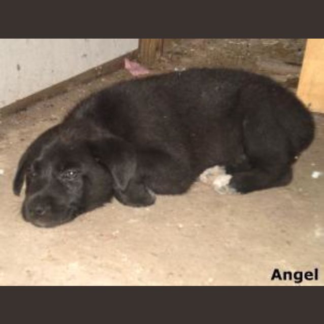 Photo of Angel
