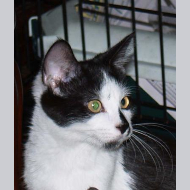 Photo of Freckles   Friendly Affectionate