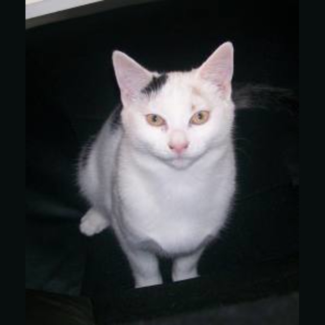 Photo of Ruby