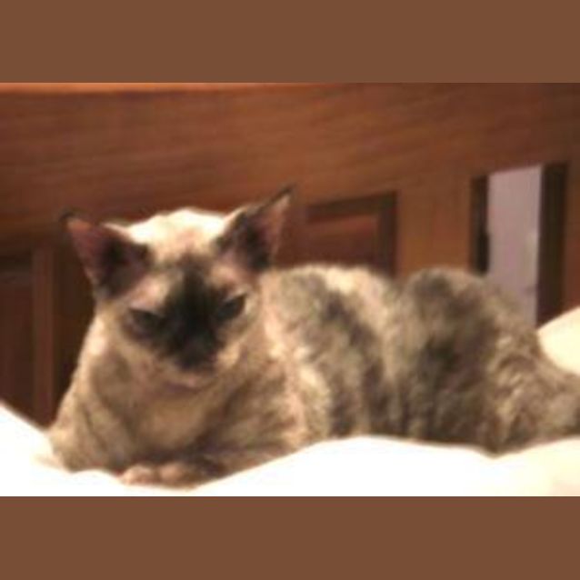 Photo of Nu Chi