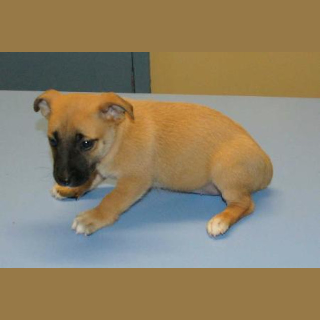 Photo of Tippy