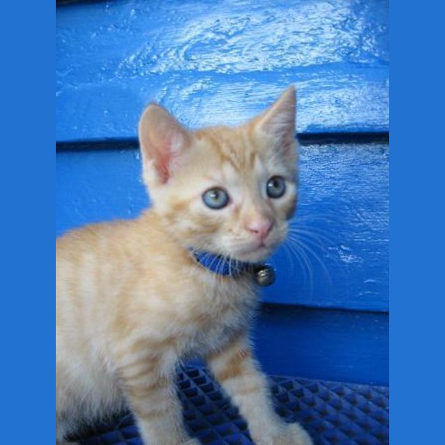 Photo of Custard