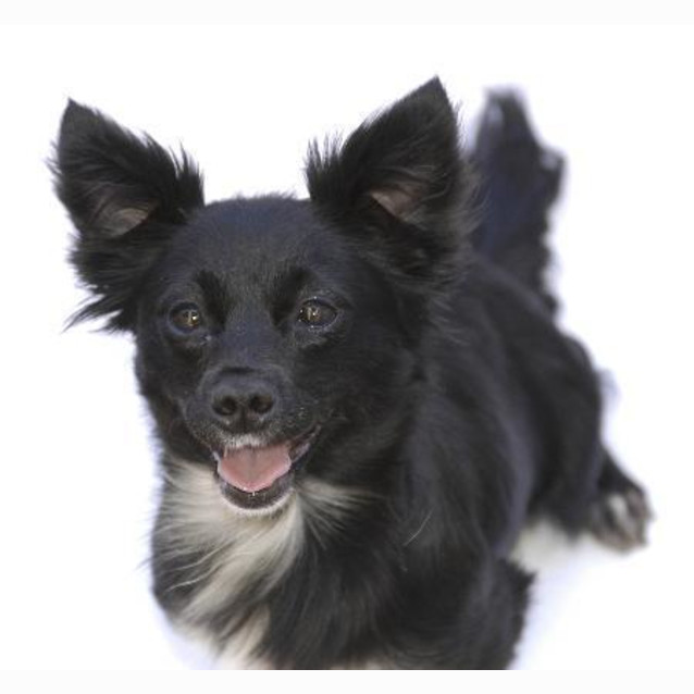 Photo of Ebony The Little Snuggler!