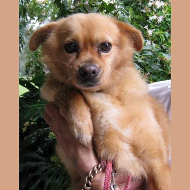 Photo of Rusty The 3 Legged Cutie!