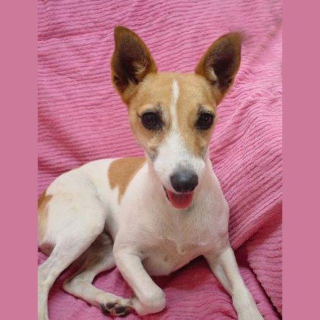 Photo of Missy The Playful One!