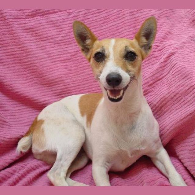 Photo of Missy The Playful One!