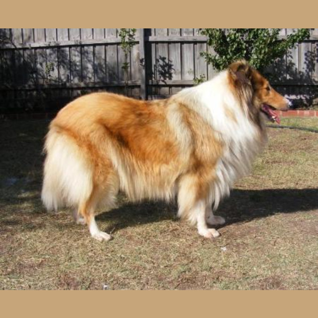 Photo of Netta (On Trial)