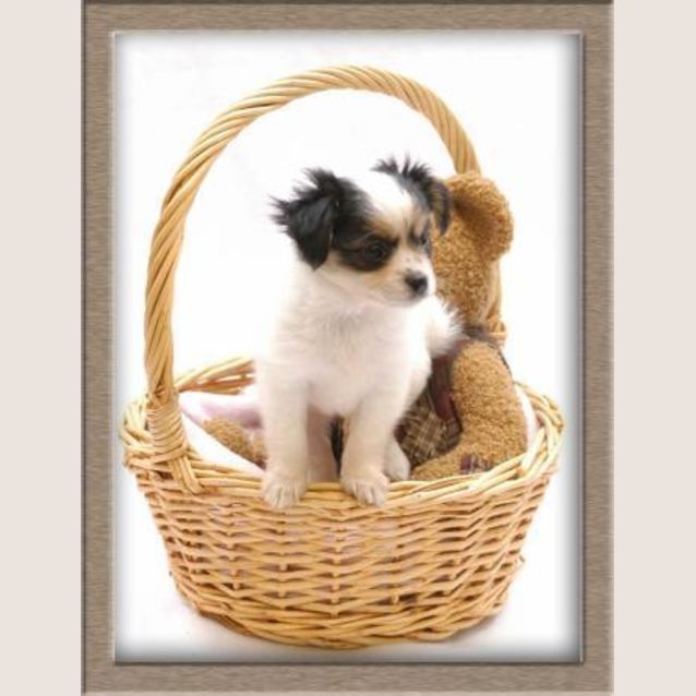 Photo of Star The Teeny Chihuahua Puppy