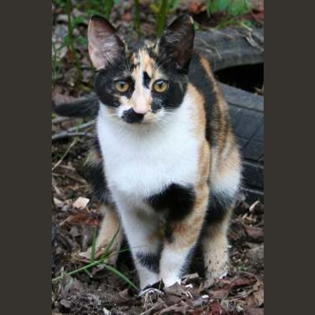 Photo of Fizz