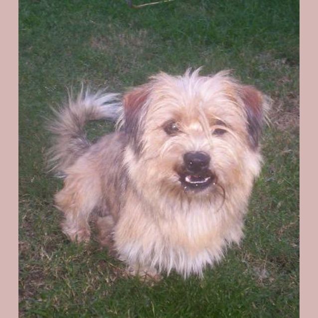 Photo of Benji