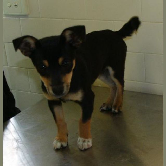 Photo of Bullet