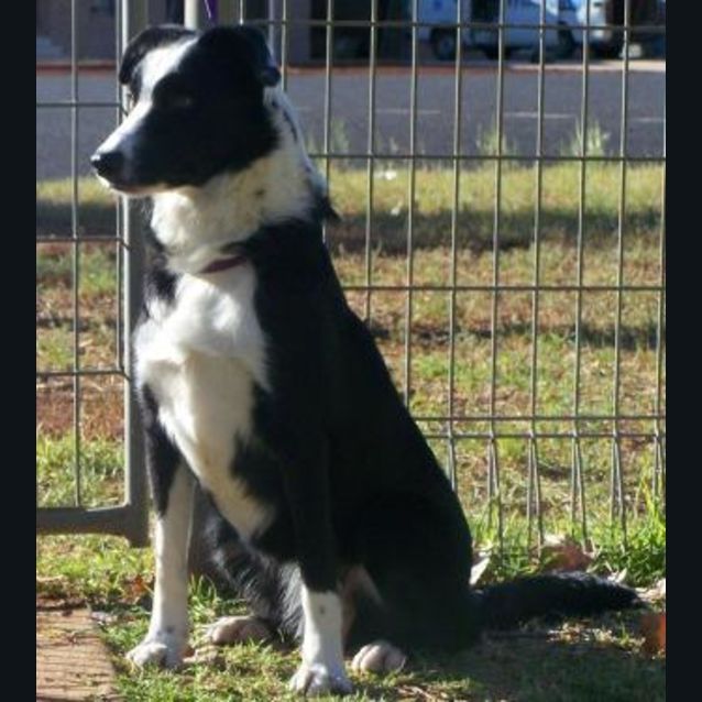 Photo of Bella Adopted