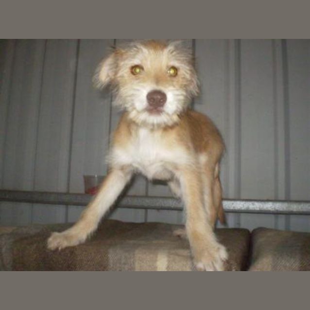 Photo of Chester