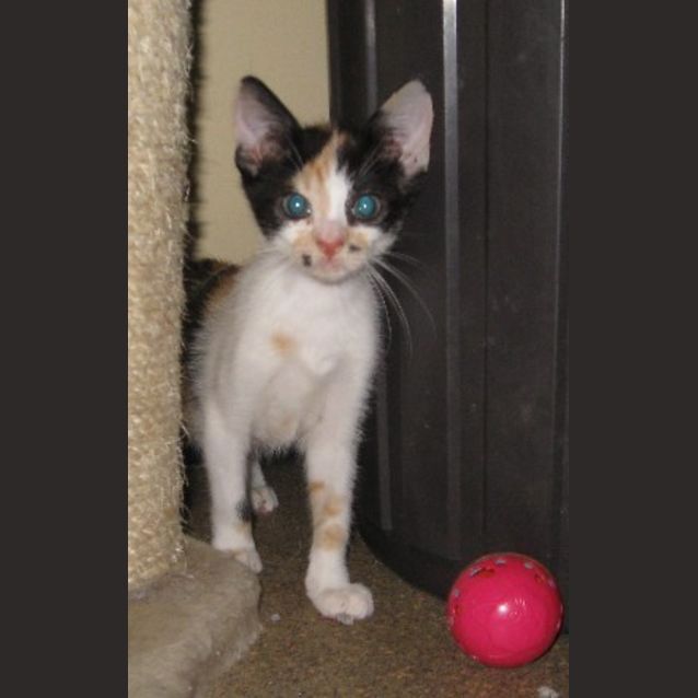 Photo of Kitten Three