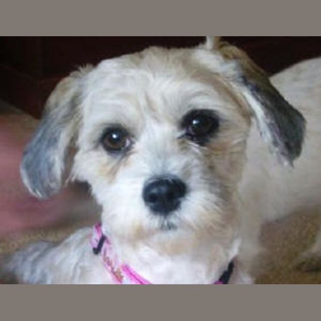 Photo of Daisy