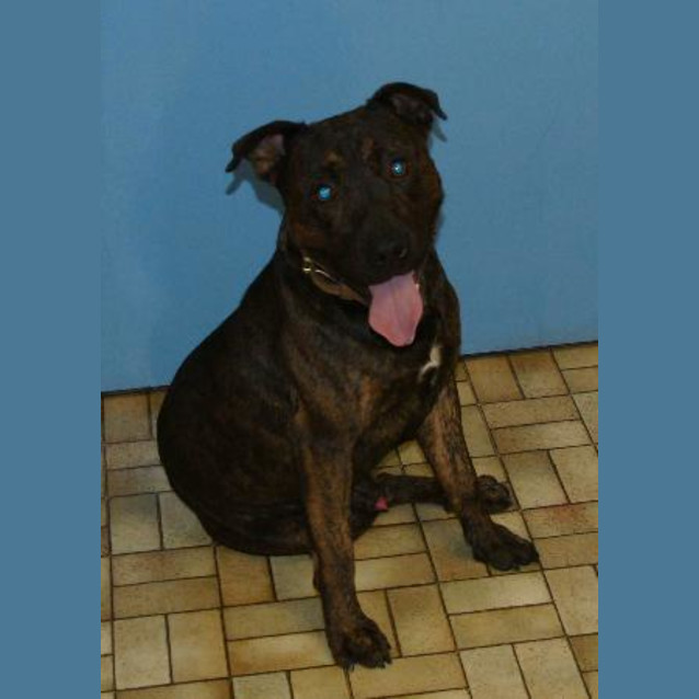 Photo of Buddy