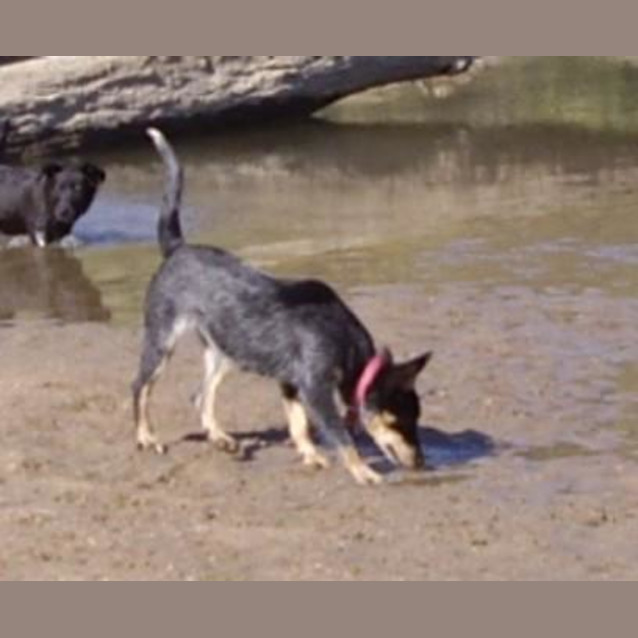 Photo of Gem Adopted