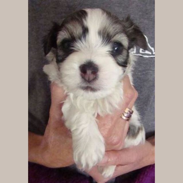 Photo of Hewie