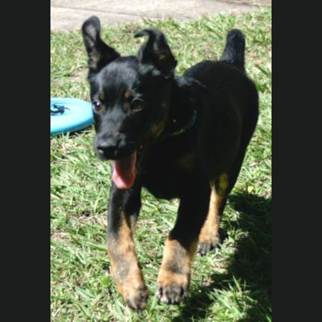 Photo of Rocky