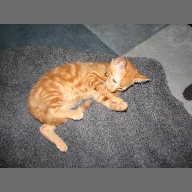 Photo of Toffee