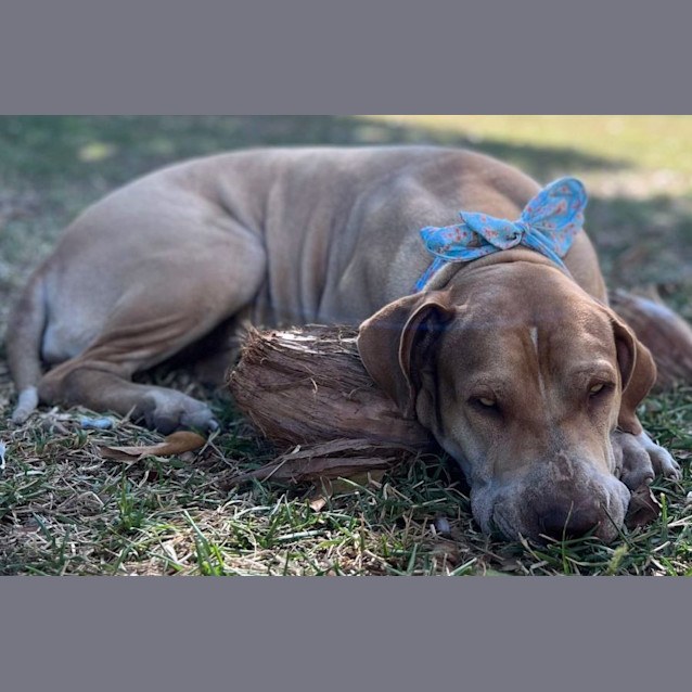 Photo of Honey